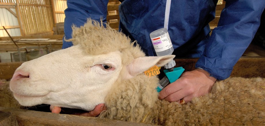 Vaccination mouton contre la fièvre catarrhale ovine (FCO) dans un couloir de contention